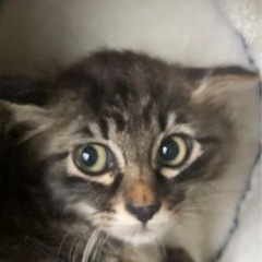 まだ反抗的ですが可愛いです