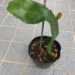 月下美人の苗