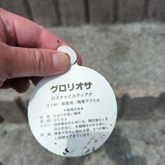グロリオサの画像