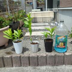 グロリオサ