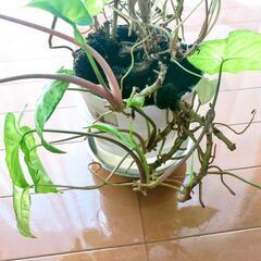 観葉植物 シンゴニウム 抜き苗の画像