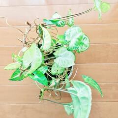 観葉植物 シンゴニウム 抜き苗の画像