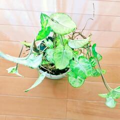 観葉植物 シンゴニウム 抜き苗の画像