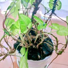 観葉植物 シンゴニウム 抜き苗の画像
