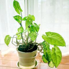 観葉植物 シンゴニウム 抜き苗