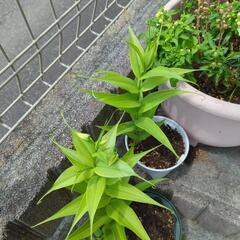グロリオサの画像