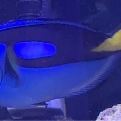 海水魚  熱帯魚 　ナンヨウハギ