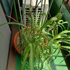 大きな花瓶＋植物