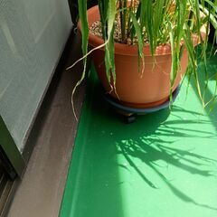 大きな花瓶＋植物の画像