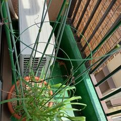 大きな花瓶＋植物の画像