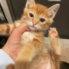人懐こい茶トラ　男の子