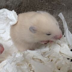 キンクマハムスター