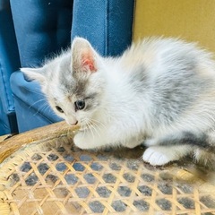 子猫あげます。　決定しました