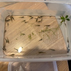 ミナミヌマエビ  30匹500円　2回目の画像