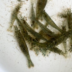 🦐ミナミヌマエビ　20匹🦐の画像