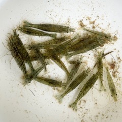 🦐ミナミヌマエビ　20匹🦐の画像