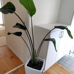観葉植物　オーガスタ　150cm
