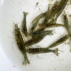 🦐ミナミヌマエビ　20匹🦐の画像