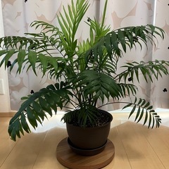 テーブルヤシ　観葉植物