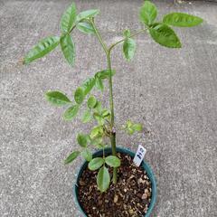 ミニ薔薇　挿し木　苗