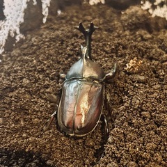国産カブトムシ成体ペア