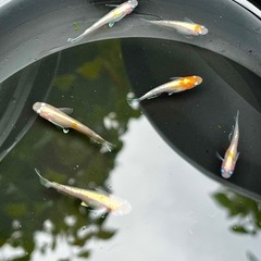 メダカ　ダイアナ妃　(取引中14日まで)の画像