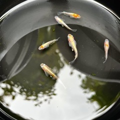 メダカ　ダイアナ妃　(取引中14日まで)の画像
