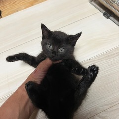 黒ネコの女の子です