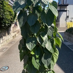 観葉植物　オキシカルジウム　大型１７０センチ　配送可の画像