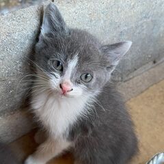 きれいな灰毛の可愛い子猫