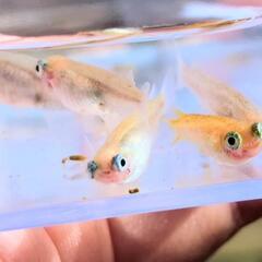 【ポニョ】メダカ 針子 10匹 めだか 出目目前 ぽにょ超キュート🥰️ の画像