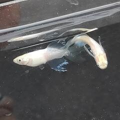【大特価】天使の雫メダカ(1ペア)の画像