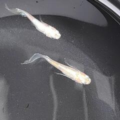 【大特価】天使の雫メダカ(1ペア)の画像
