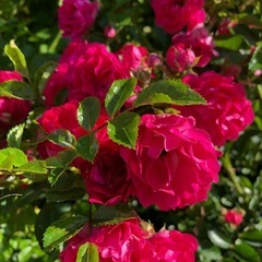 花木4点オマケでオオニソガラム