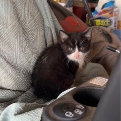 推定2ヶ月、可愛い兄弟です(=^x^=)