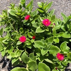 鉢植え ベビーサンローズ 赤花（6号鉢）