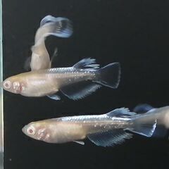 マリアージュ、アルビノめだかの卵、針子、稚魚の画像