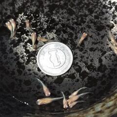 マリアージュ、アルビノめだかの卵、針子、稚魚の画像
