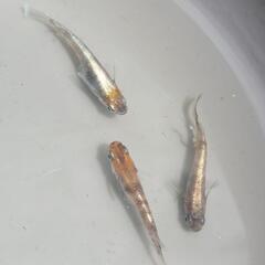 メダカ　朱光菊