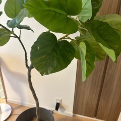 【フェイクグリーン】　高さ150cm 鉢付き