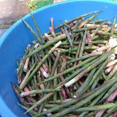 最終秋田県北産ネマガリダケ　姫竹