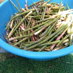 最終秋田県北産ネマガリダケ　姫竹の画像