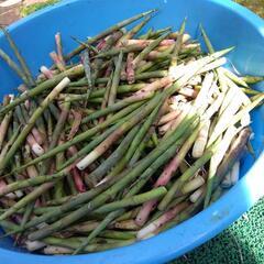 最終秋田県北産ネマガリダケ　姫竹の画像