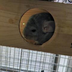チンチラの里親募集