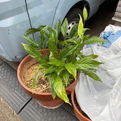 観葉植物　スパティフィラム　素焼き鉢