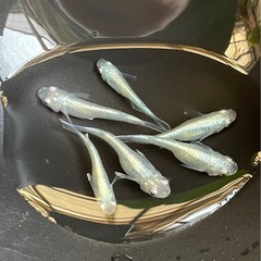 受付中🔴 みゆき　幹之　フルボディ 鉄仮面 青  メダカ 若魚～...