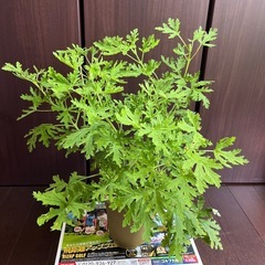 【無料】植物　
かれんそう　セダム　まとめて　ガーデニング