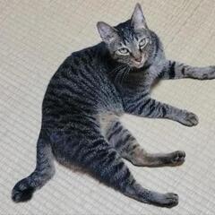 飼い主が亡くなってしまった為里親急募！