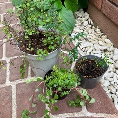 植物セット