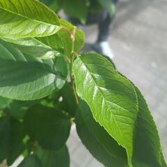 さくらんぼの木(実はなりにくい)の画像